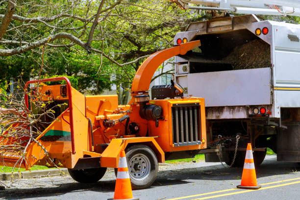 Best Tree Removal Near Me  in Massac, KY